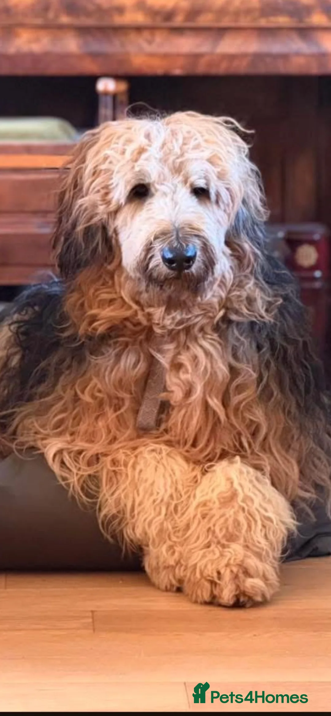 Mixed Breed dogs for sale: Shepadoodles extensively health tested parentage  - Advert 2