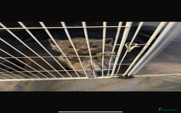 British Shorthair cats for sale: British Short Hair Kittens x7 - Image 2