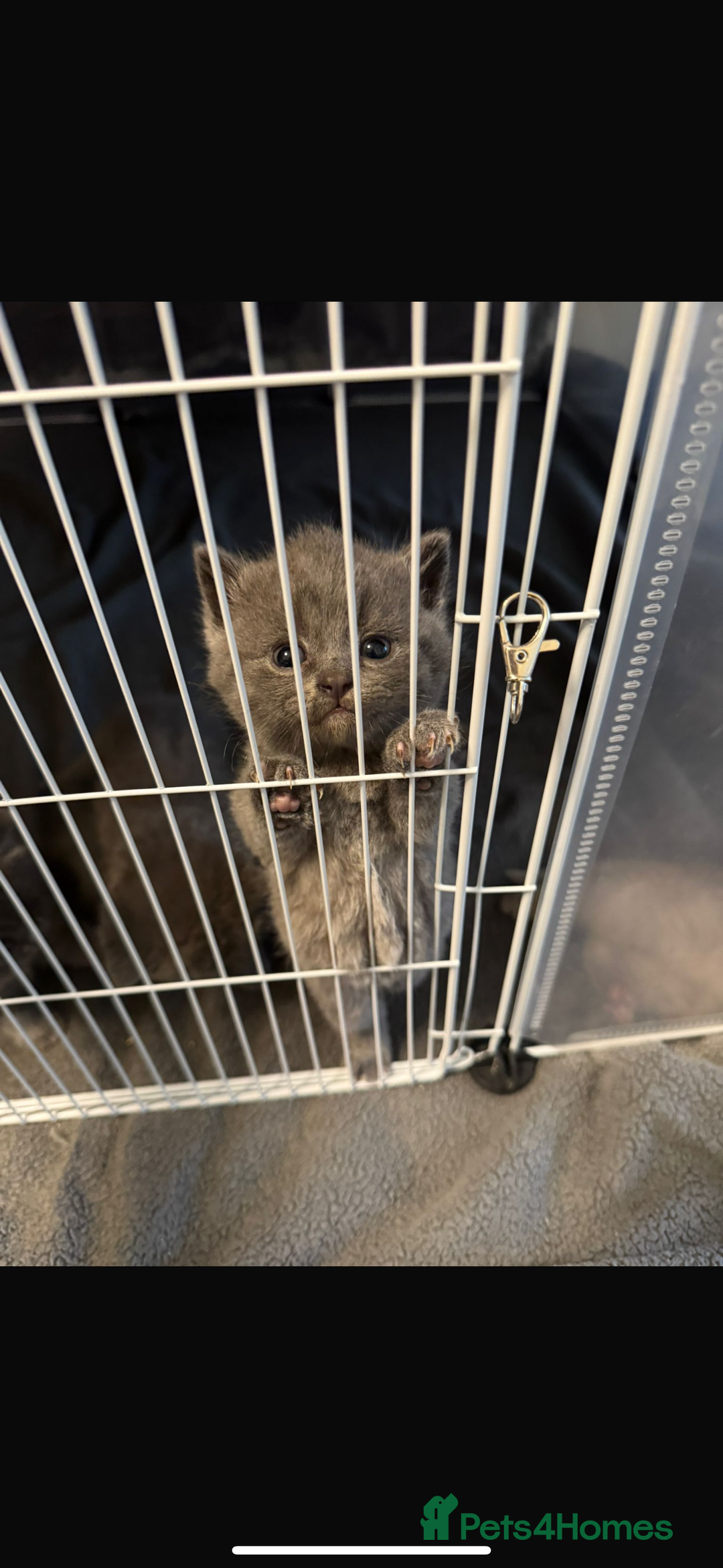 British Shorthair cats for sale: British Short Hair Kittens x7 - Image 2