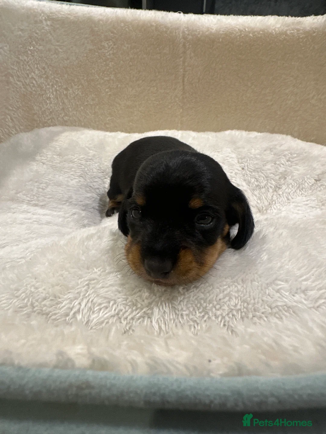 Miniature Dachshund dogs for sale: Exceptional pedigree miniature dachshund puppies  - Advert 2