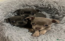 Chihuahua dogs for sale: Chihuahua - Image 8