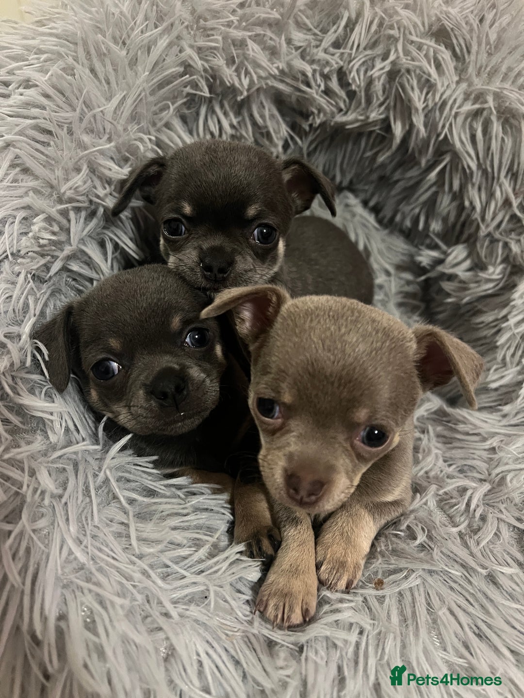 Chihuahua dogs for sale: Chihuahua - Image 8
