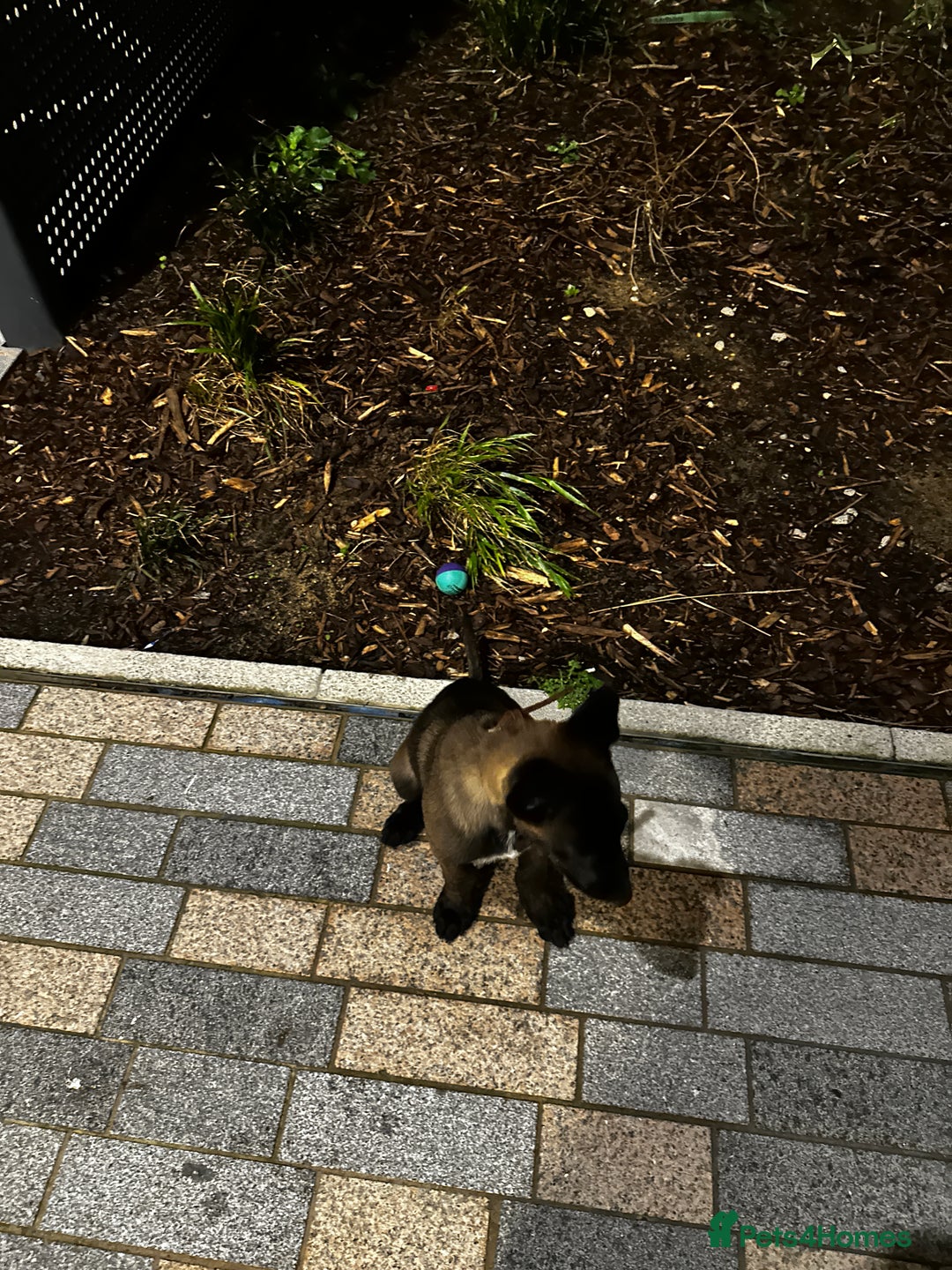 Belgian Shepherd Dog dogs for sale: Belgium malanios  - Advert 4