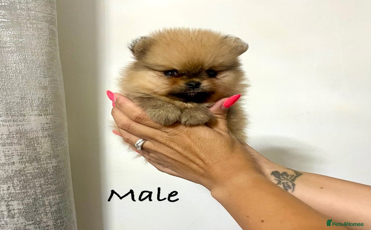 Pomeranian dogs - Advert 1