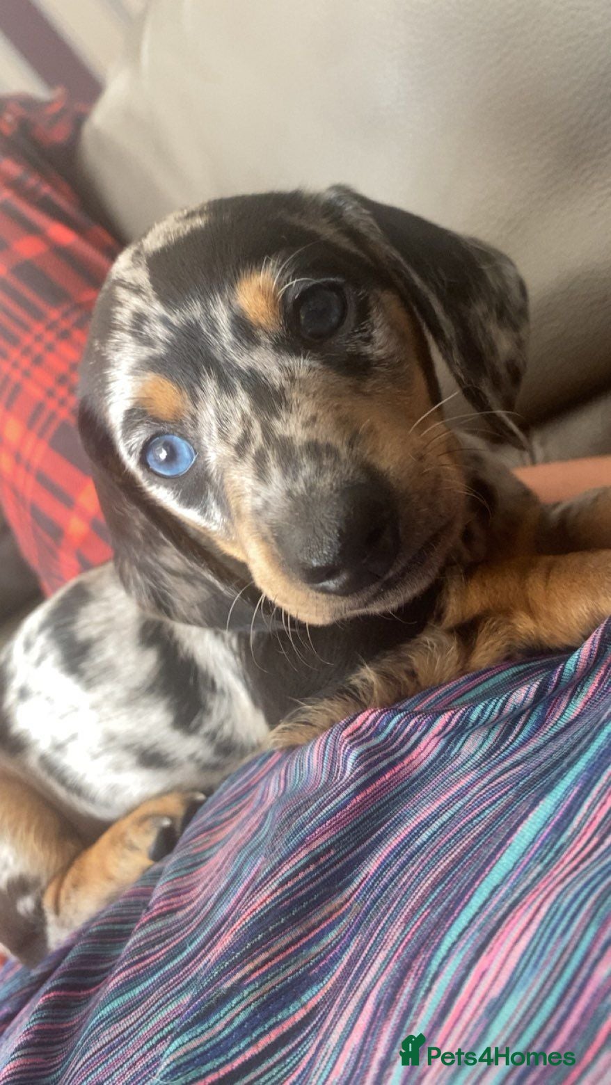 Dachshund dogs 3 dachshund puppies for sale Hull - Advert 2
