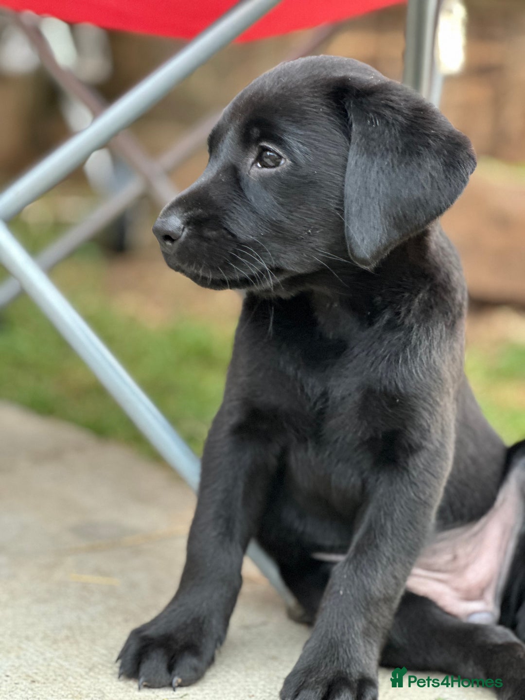 Labrador Retriever dogs for sale: 2beautiful black puppiesAVAILABLE READY to leave. - Image 21