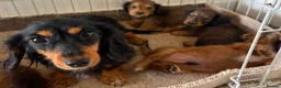 Miniature Dachshund dogs for sale: Miniature long haired dachshund  - Advert 1