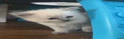 Ragdoll cats for sale: 4 beautiful ragdoll kittens  - Advert 13