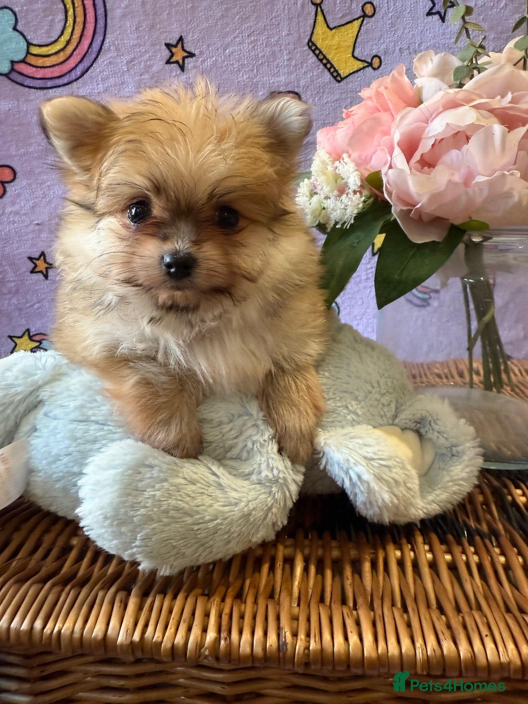 Mixed Breed dogs for sale: Maltipom  - Advert 14