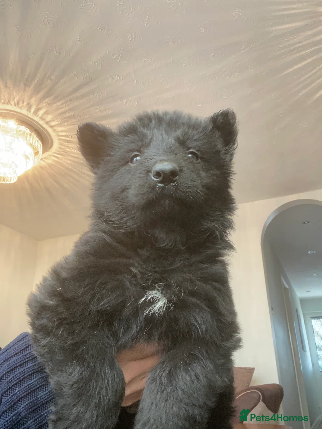 German Shepherd dogs for sale: German shepherd puppies  - Advert 32