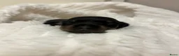 Miniature Dachshund dogs for sale: Miniature dachshund puppies for sale - Advert 11