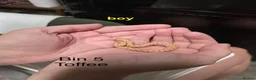 Snake reptiles for sale: Western hognose hatchlings  in Canterbury - Advert 9