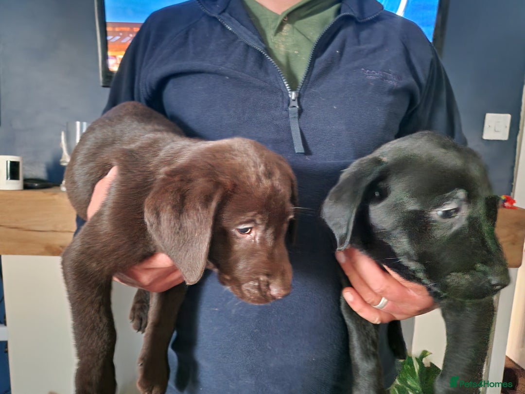 Labrador Retriever dogs for sale: Ready to go beautiful male labrador puppies - Image 6