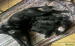 Cane Corso dogs for sale: Cane Corso Puppies  - Image 6