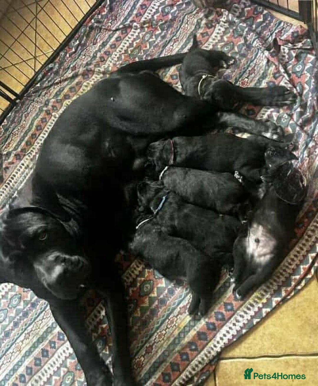 Cane Corso dogs for sale: Cane Corso Puppies  - Image 6