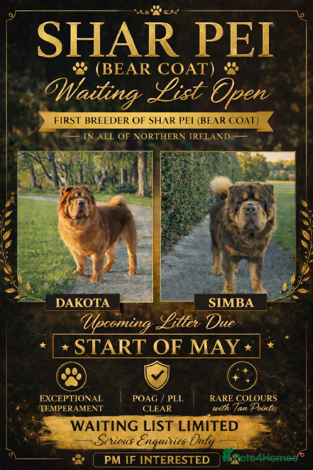 Shar Pei dogs Waiting List Now Open - Advert 4