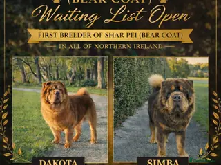 Shar Pei dogs Waiting List Now Open - Advert 4