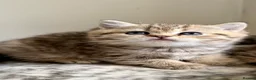 British Shorthair cats for sale: BSH Golden and colour point kittens  - Advert 2