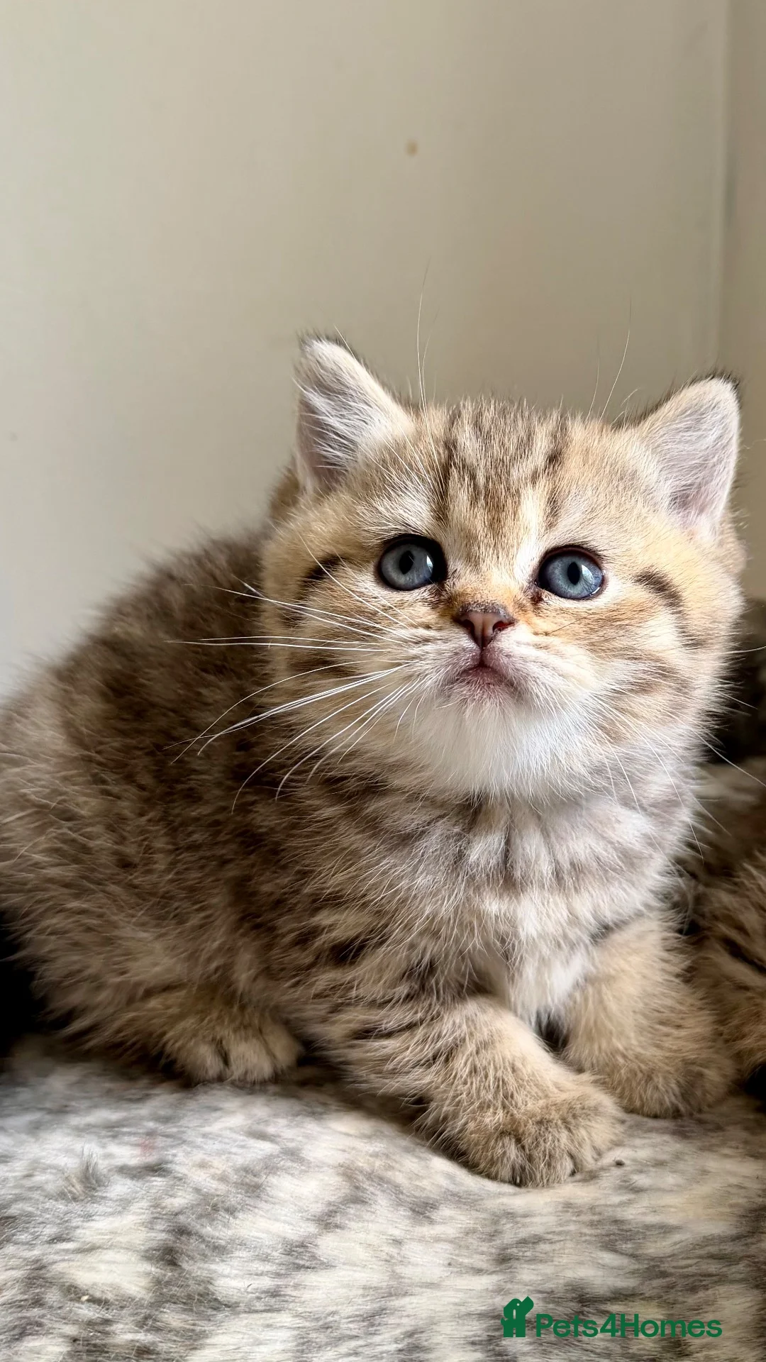 British Shorthair cats for sale: BSH Golden and colour point kittens  - Advert 2