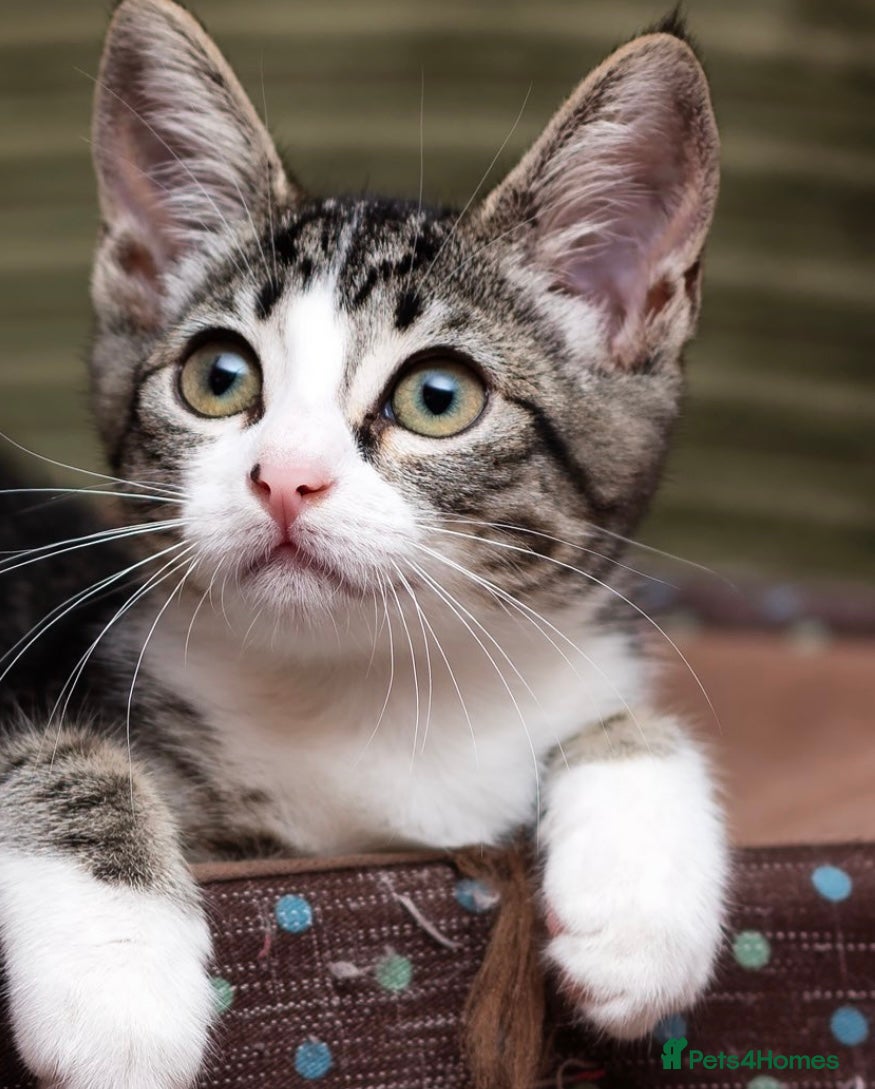 Mixed Breed cats Stunning Ragdoll x Bengal kittens ready now  - Advert 3