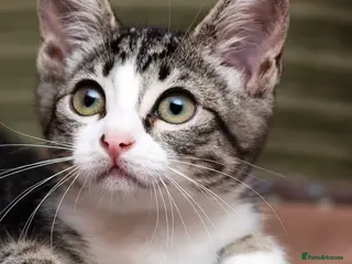 Mixed Breed cats Stunning Ragdoll x Bengal kittens ready now - Advert 17