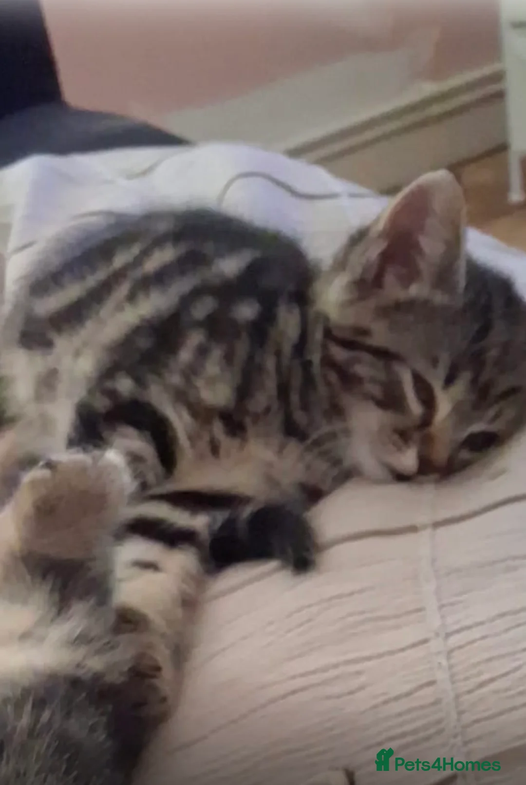 Mixed Breed cats for sale: Mixed khoa manee and bengle  - Advert 2