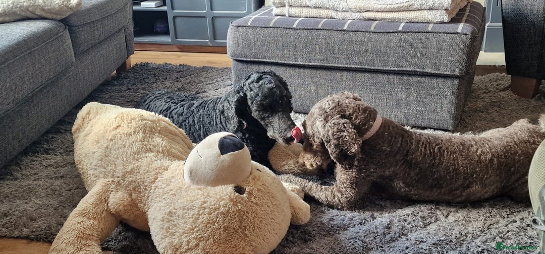 Labradoodle dogs for sale: Mother and daughter  - Image 4