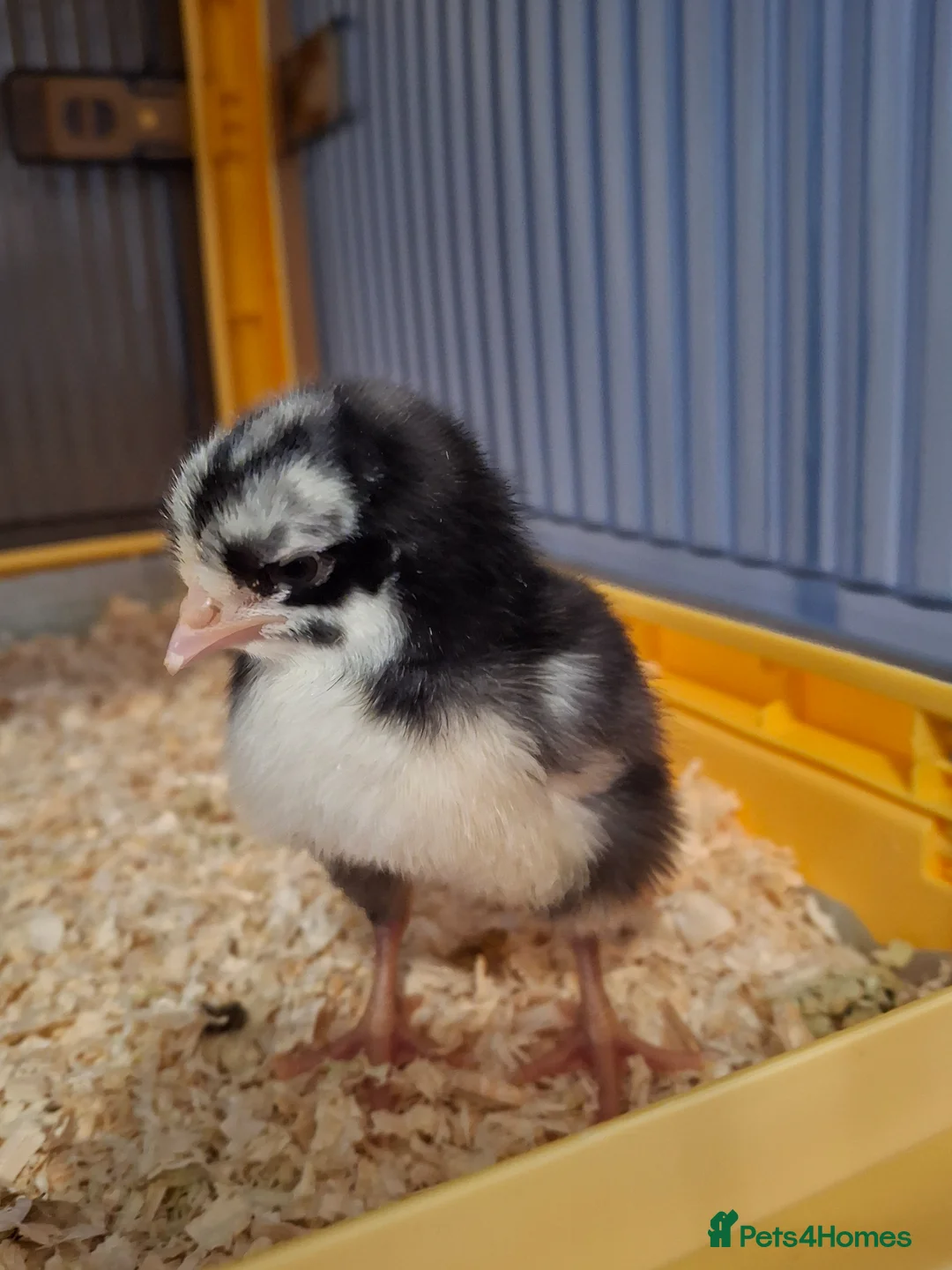 Chickens poultry for sale: 2 chicks - Advert 2