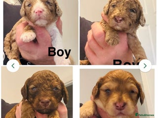 Cockapoo dogs - Advert 2