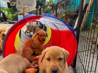 Labrador Retriever dogs KC REG FOX RED LABRADOR PUPPIES - Advert 1