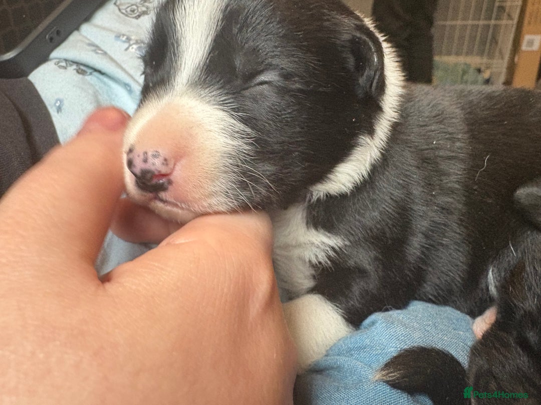 Mixed Breed dogs for sale: Females pups, rehoming ASAP - Image 9