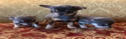 Chihuahua dogs for sale: Chihuahua puppies from licensed breeder - Advert 3