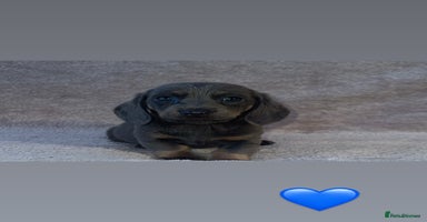 Dachshund dogs - Advert 3