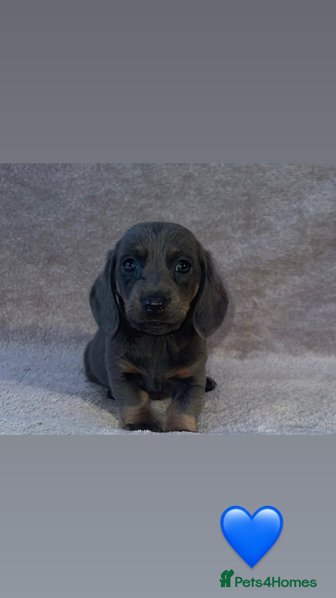 Dachshund dogs for sale: ❤️ Dachshund puppies ❤️ - Image 2