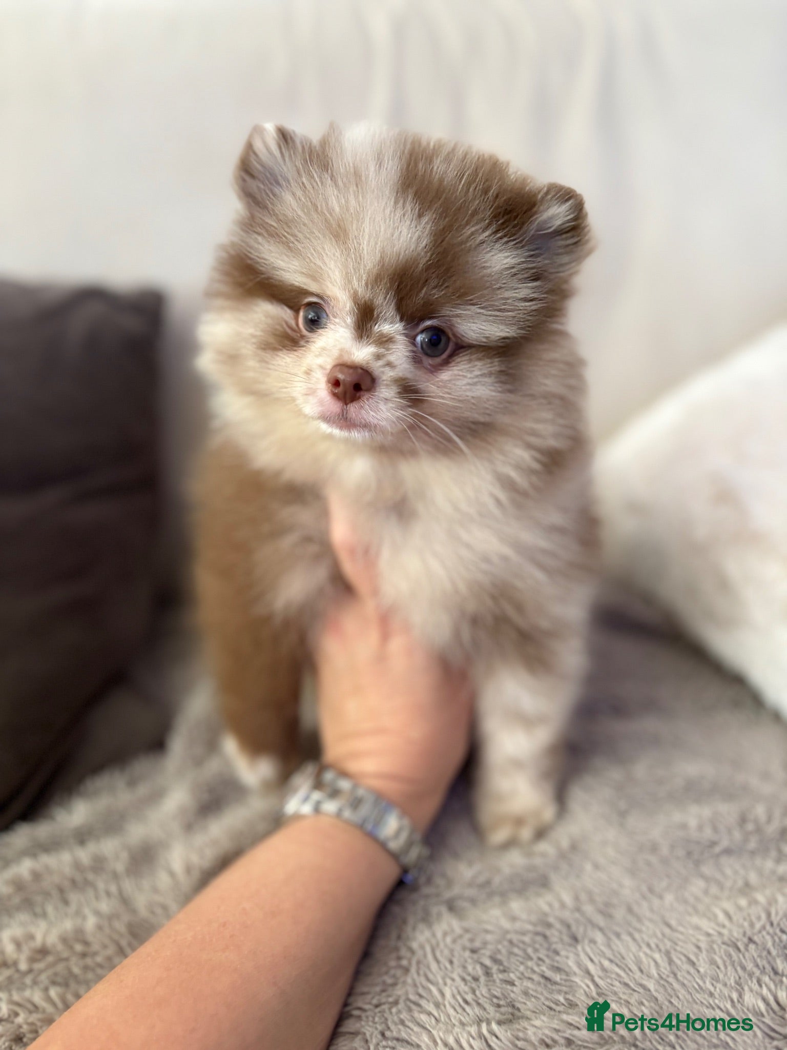 Pomeranian dogs Pomeranian Puppys merle male Choc&Tan girl 💕🐾 - Advert 11