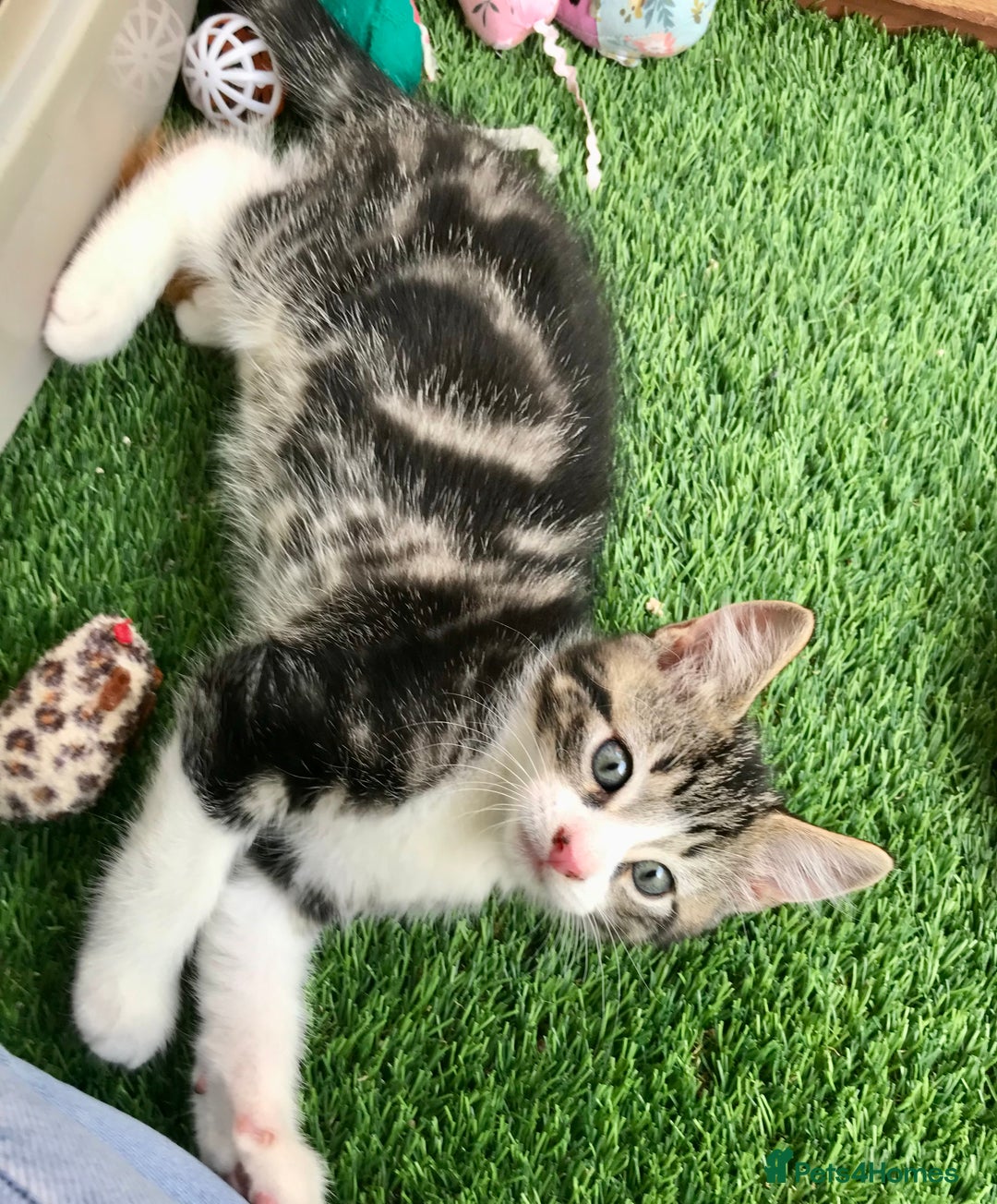 Mixed Breed cats for sale: 5 kitten’s available today  - Image 28