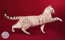 Bengal cats for sale: 💙Stunning Silver Mink Bengal TICA registered  - Image 37