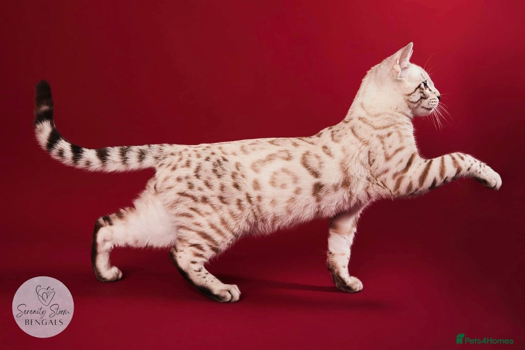 Bengal cats for sale: 💙Stunning Silver Mink Bengal TICA registered  - Image 37
