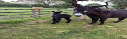 Donkey livestock for sale: Jack donkey foal  - Advert 3