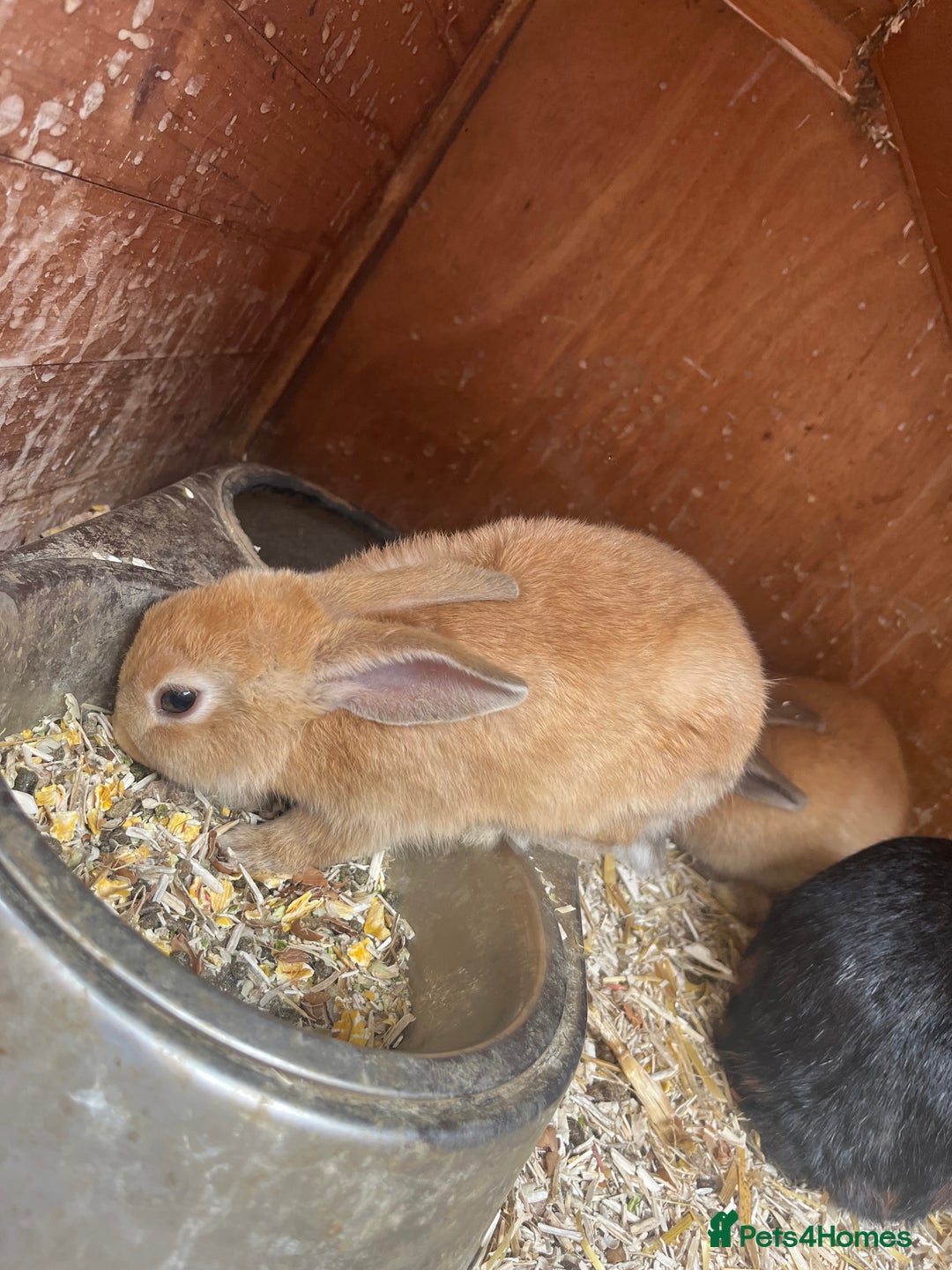Mixed Breed rabbits for sale: Baby bunnies  - Image 5