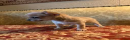 Chihuahua dogs for sale: Chihuahua puppy from licensed breeder - Advert 5