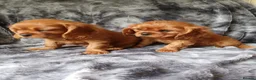 Cavalier King Charles Spaniel dogs for sale: 🐾Gorgeous Cavalier Puppies for sale ready now 🐾 - Advert 10