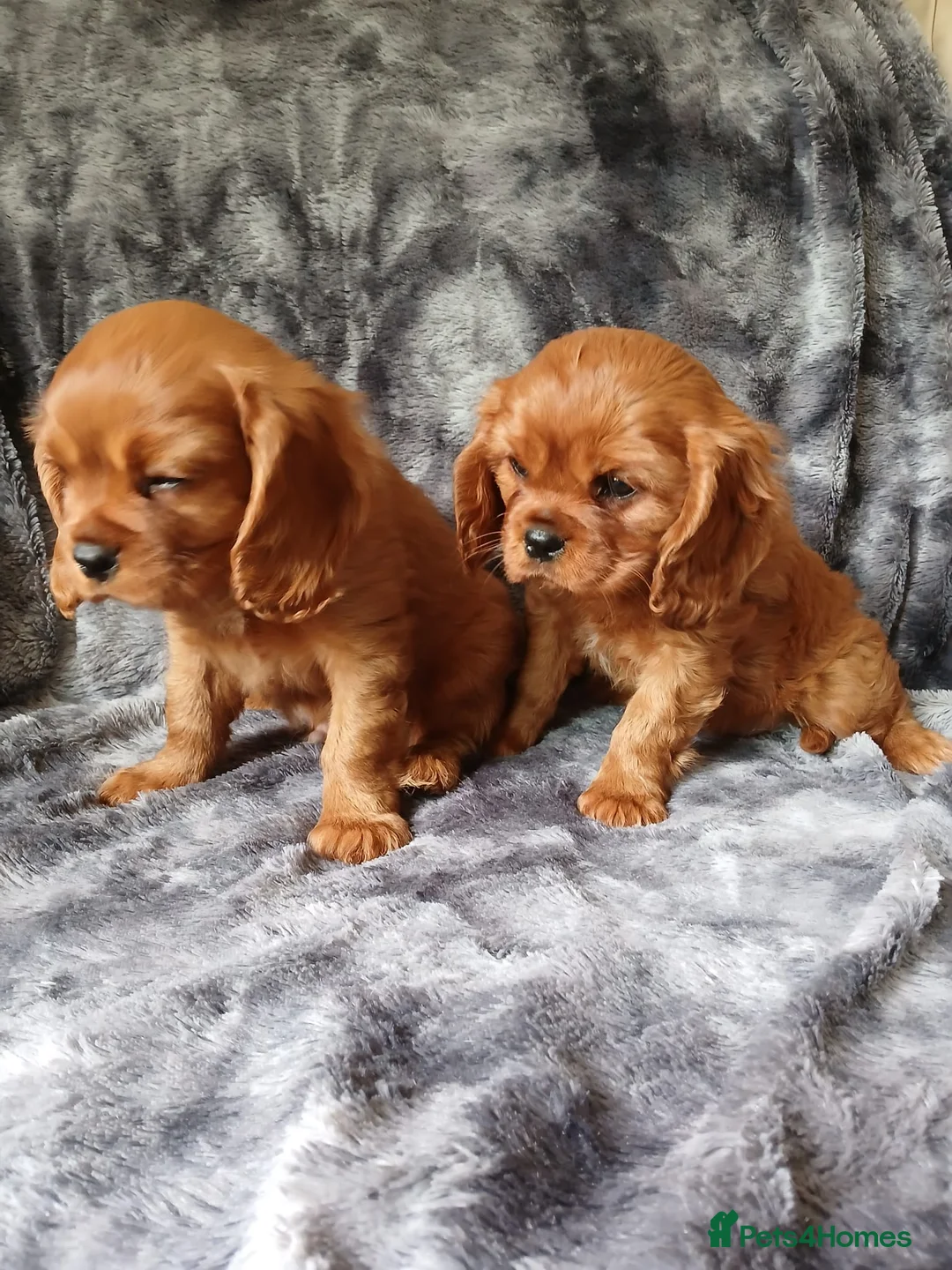 Cavalier King Charles Spaniel dogs for sale: 🐾Gorgeous Cavalier Puppies for sale ready now 🐾 - Advert 10
