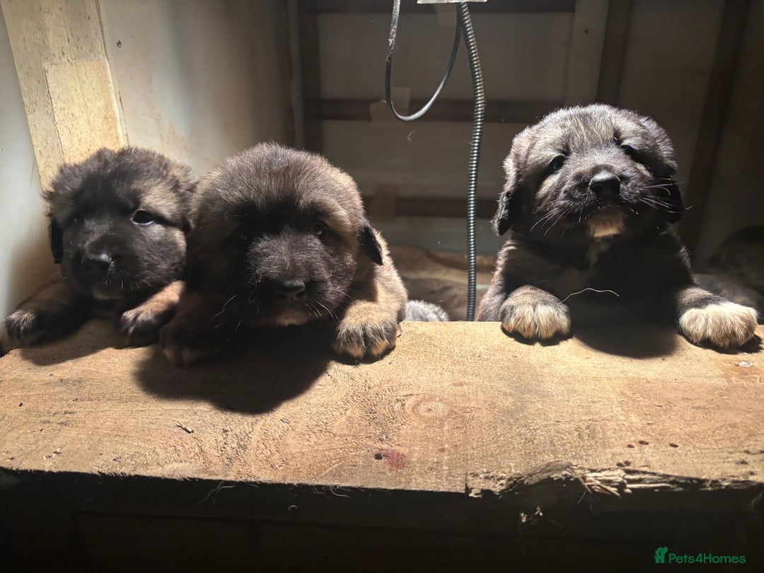 Caucasian Shepherd Dog dogs for sale: Caucasian Shepherds  - Advert 23
