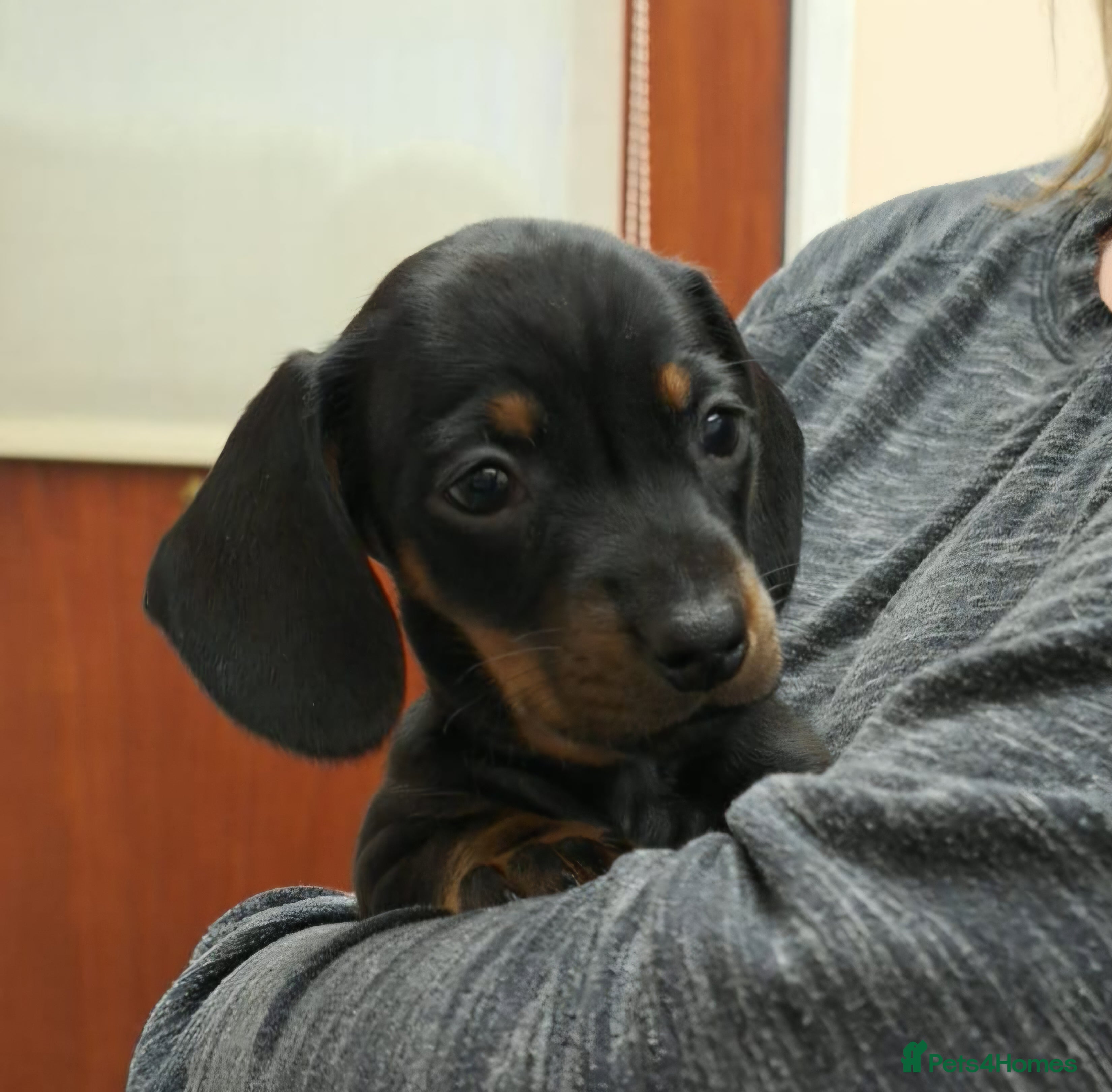 Miniature Dachshund dogs Beautiful litter of smooth mini dachshunds - Advert 12