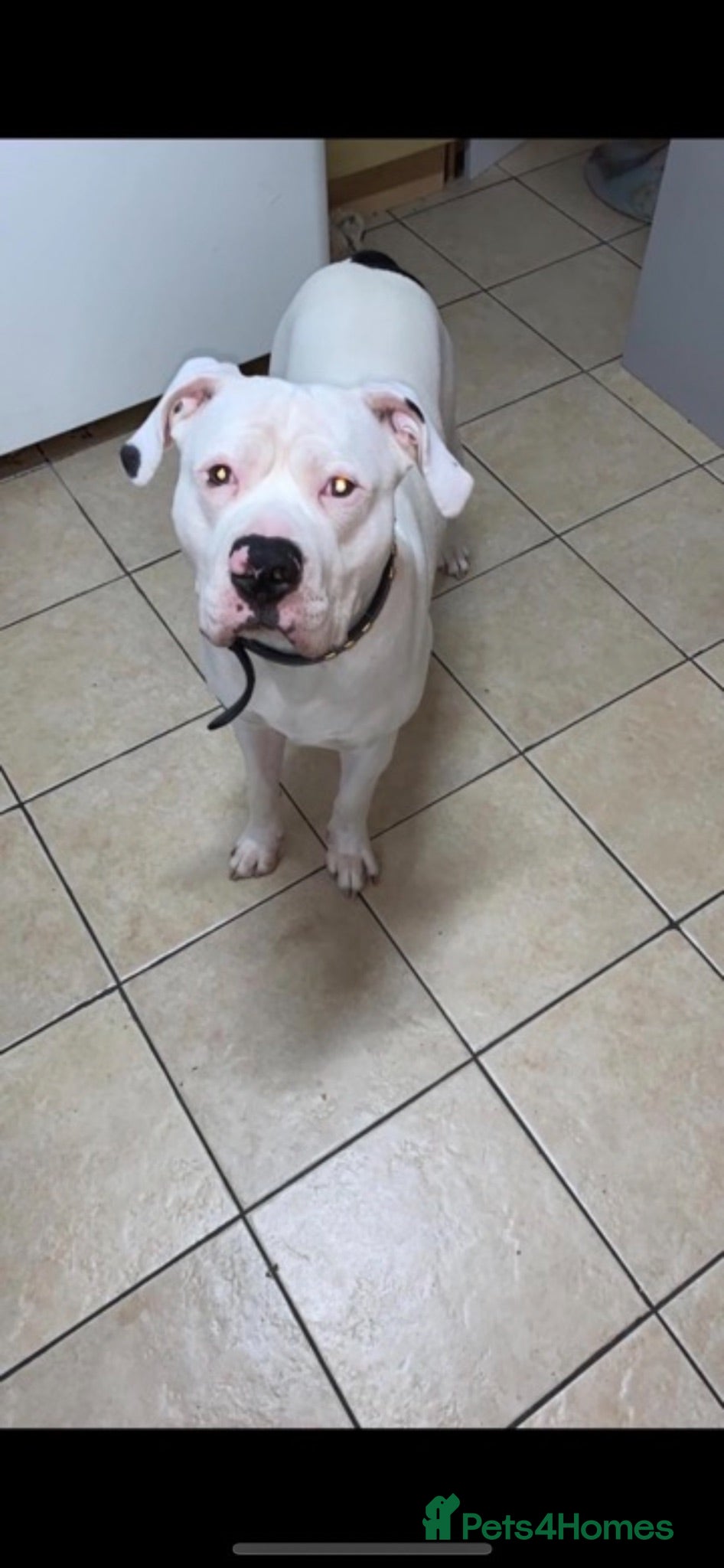 American Bulldog dogs ❤️AMERICAN BULLDOG PUPPIES – 6 BOYS & 3 GIRLS ❤️🐾 - Advert 7