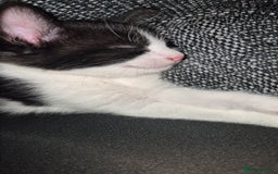 Mixed Breed cats for sale: 2 gorgeous mixed colour boys - Image 11