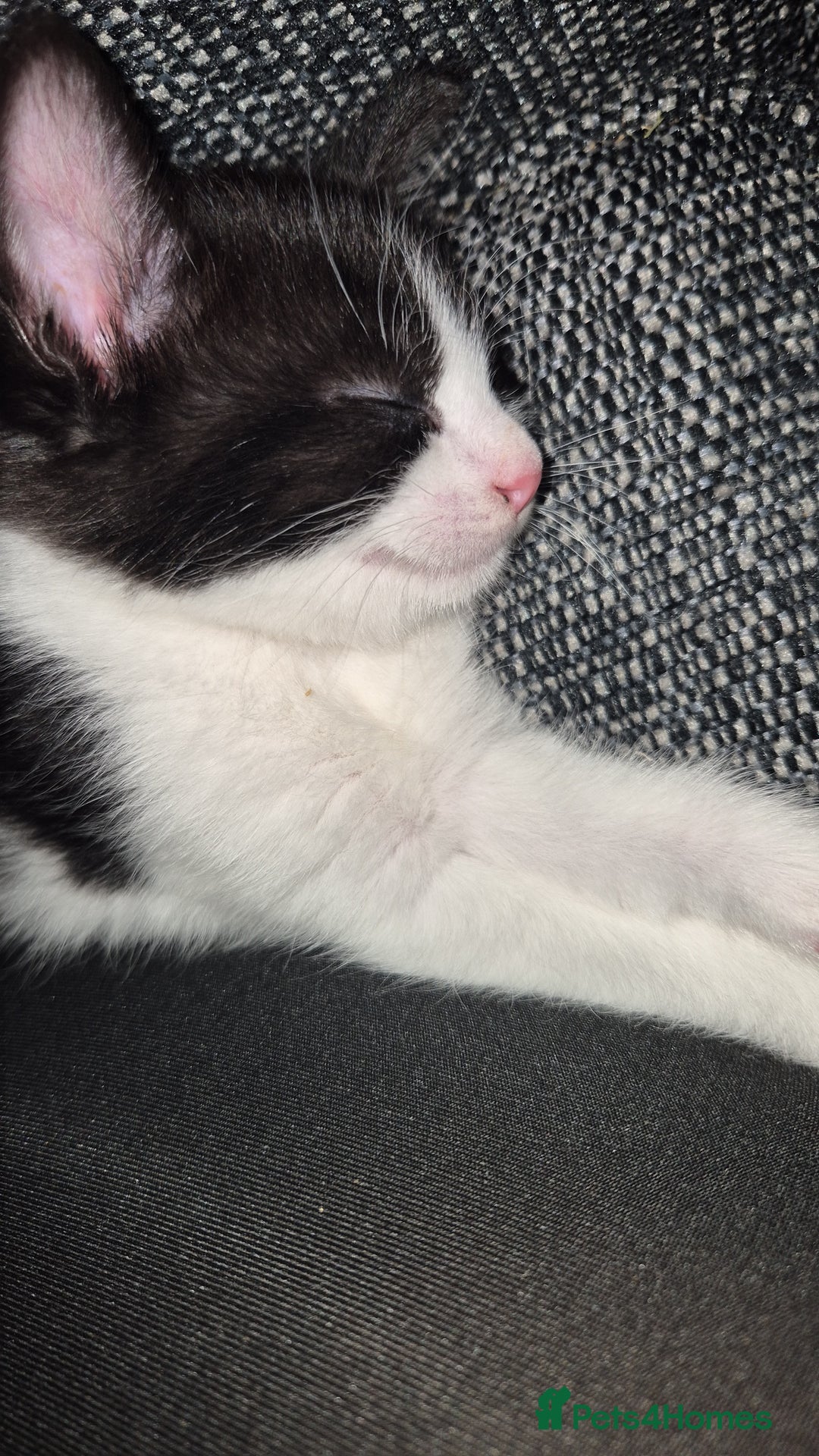 Mixed Breed cats for sale: 2 gorgeous mixed colour boys - Image 11