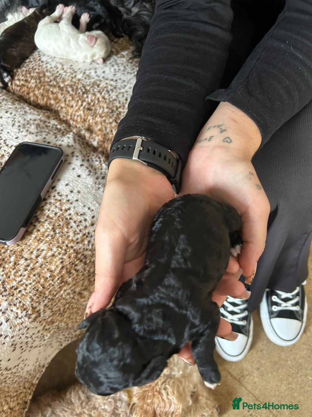 Cockapoo dogs for sale: F1b cockerpoo puppies - Image 6