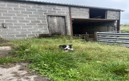 Border Collie dogs for sale: Border collie Jess - Image 2